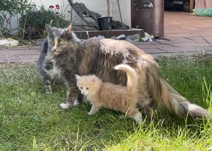 Norwegische Waldkatze- reinrassig möchten bald umziehen