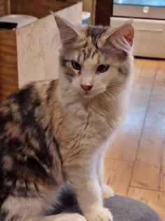 Maine Coon mit Stammbaum