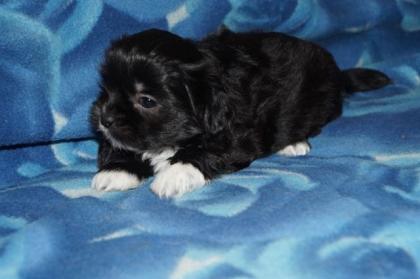 Shih Tzu / Malteser Mix zu reservieren