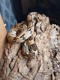 2 Boa Constrictor Imperator