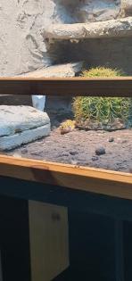 Terrarium mit leopardengeckos