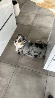 Liebevolles zu Hause Australian Shepherd 3 Jahre