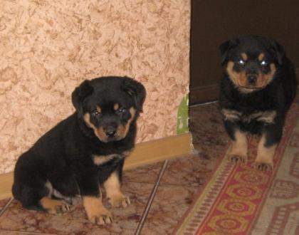 Rottweiler welpen