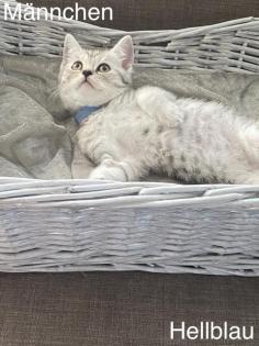 BKH-Silver/Golden Tabby Kitten suchen neues zuhause