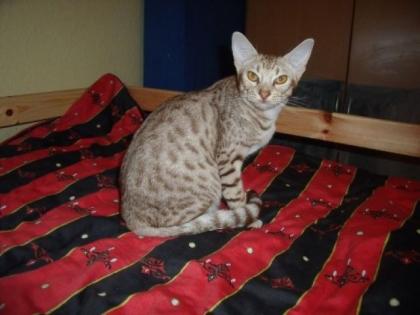 Superhübsche Ocicat-Dame in cinnamon silver abzugeben