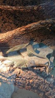 Halsbandleguan Nachzuchten crotaphytus collaris