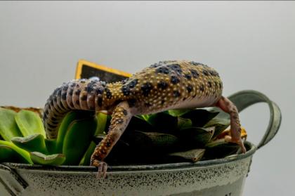 Leopardgecko 1. 13. 16