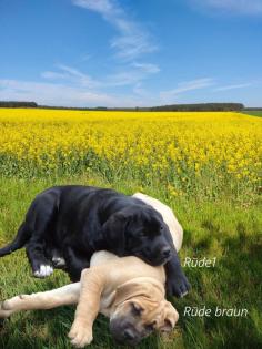 Mischlingswelpen, Cane Corso, Labrador, Dogge