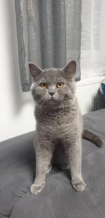 Britisch kurzhaar deckkater