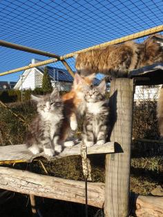 Prächtige Maine Coon Kitten