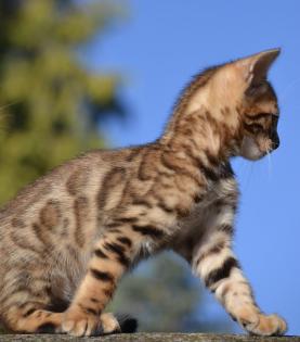 Bengalkitten Abgabe ab sofort