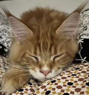 Maine Coon Kater Rot