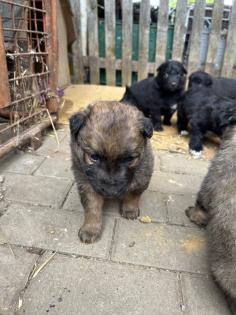 Welpen Bordercollie x Harzer Fuchs