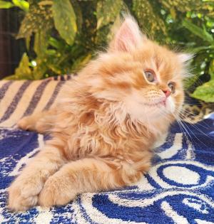 Perser Kitten baby Ab ende Mai 2024 dürfen unsere zwei Kitten ausziehen