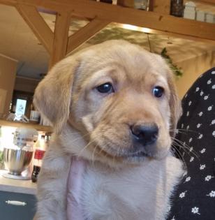 Labrador Welpen Reinrassig