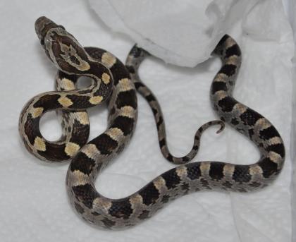 Kornnattern Caramel het. Bloodred und Hypomelanistic