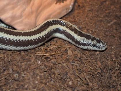 0. 1 Lichanura trivirgata trivirgata