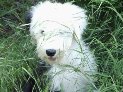Reinrassige Bobtailwelpen