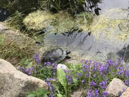 Auffangstation für Wasserschildkröten