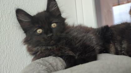 Main Coon Mix Kitten abgabebereit.