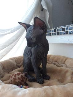 Sphynxbaby