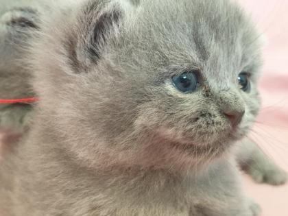 BKH Britisch Kurz Haar 4 Kitten alle Weiblich grau-Blau gesund