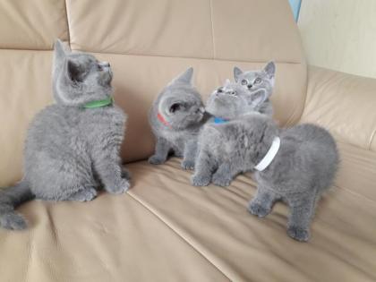 Bildhübsche reinrassige BKH Kitten in Blau