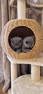 Bkh- kitten Bkh-kitten