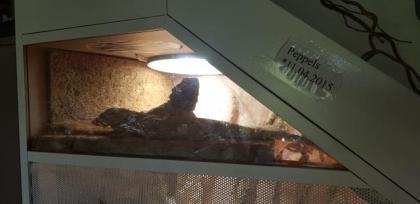 Terrarium mit Bartagame