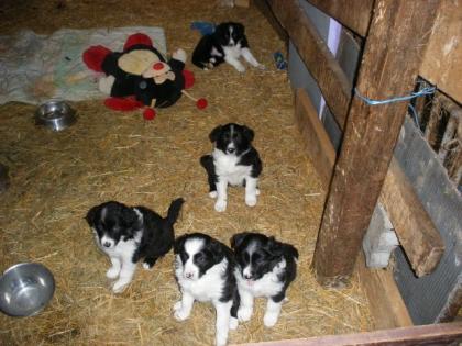 5 süße Border-Collie Welpen zu verkaufen