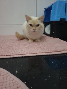 BKH RED tabby point kater 10 Monate