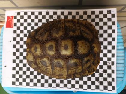 Griechische Landschildkröten abzugeben