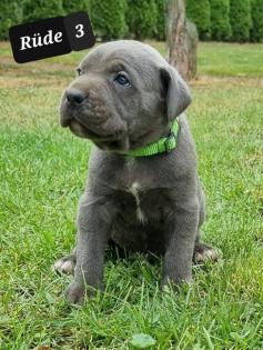 Cane Corso Welpen Reinrassig