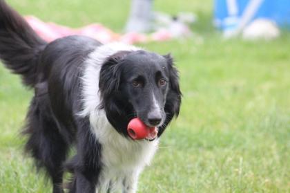 Australian Shepherd x American Collie Welpen
