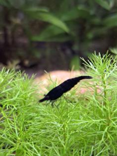 Neocaridina davidi Black Sakura Süßwasser Garnelen