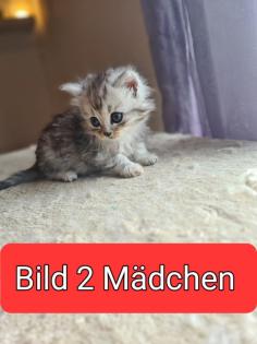 Persa /Britsch kurzhaar Mix katzen