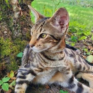 Biete Deckkater / Kater / Katze zum Decken / Deckkatze / OKH / Abessinier
