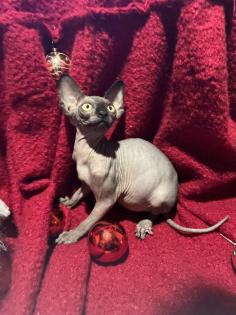 Kanadische Sphynx Kitten