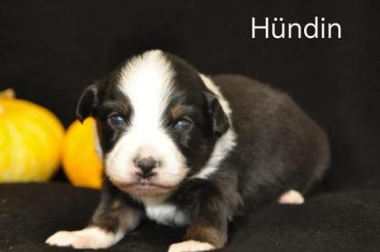 Miniature Australian shepherd Welpen/ Mini Aussi