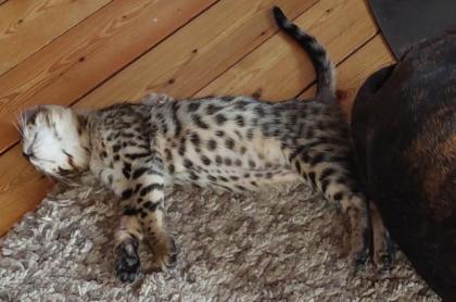 2 Reinrassige Bengal kitten Weibchen mit Ahnentafel