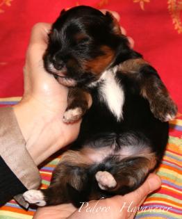 VDH Havaneser Welpen aus NRW Tele. 02382/803166 Havaneserwelpen Hundewelpen