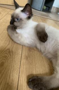 Siam Katzen Kitten, 2 Kater vollständig geimpft