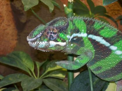 Verkaufe Pantherchamäleon 1. 0 Ambanja Blue Diamond