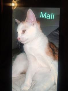 2 kleine amerikanische Shorthair Mix Katzen 16Wo, weibl.