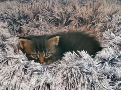 Maine Coon Mix Kitten