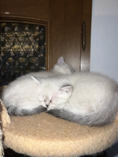 BKH Kitten Weibchen