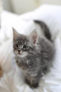 Maine coon Babies zu verkaufen