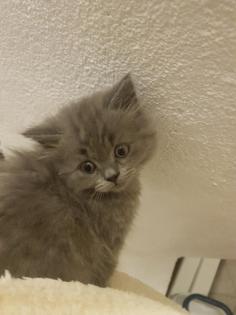 Bkh Kitten