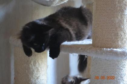 Reinrassige Maine Coon in blue und black