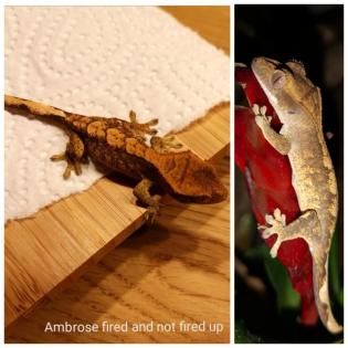 2. 1. 0 Neukaledonische Kronengeckos crested gecko 1 Weibchen 2 Männchen